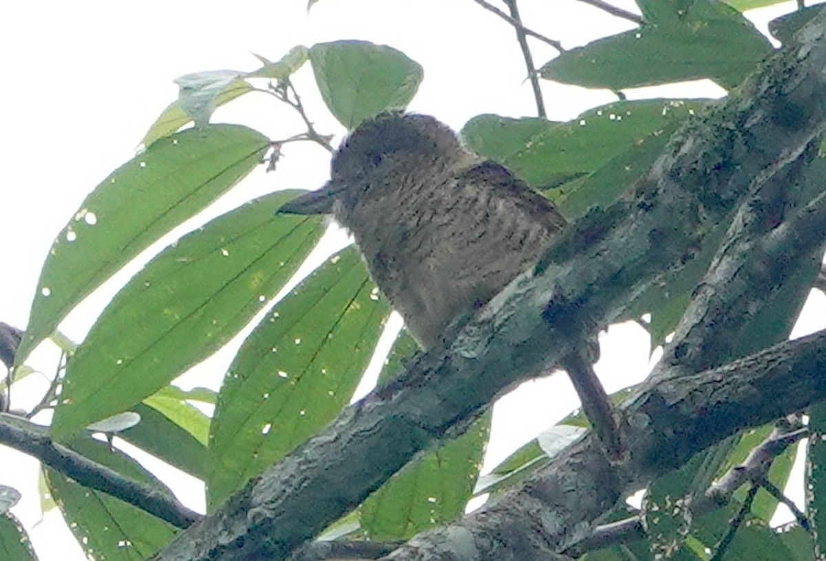 Barred Puffbird - ML640298316
