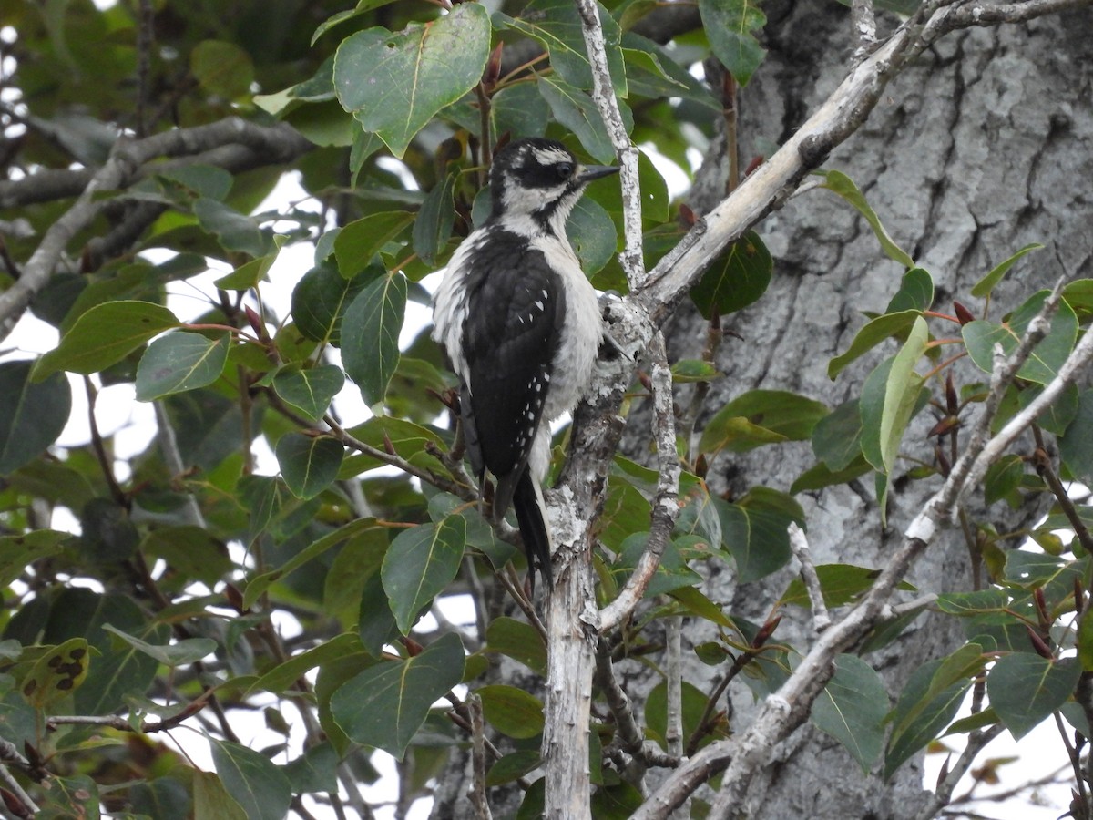 Hairy Woodpecker - ML640298323