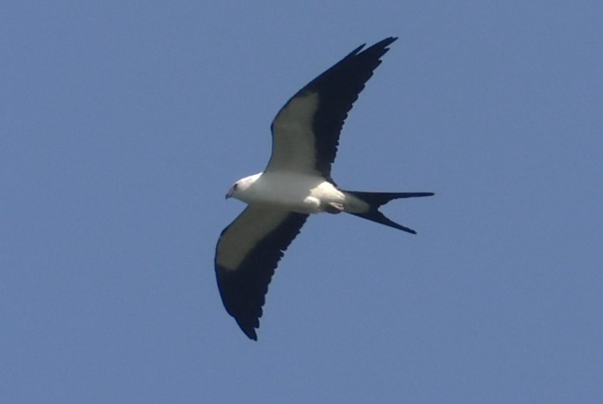 Swallow-tailed Kite - ML640298345