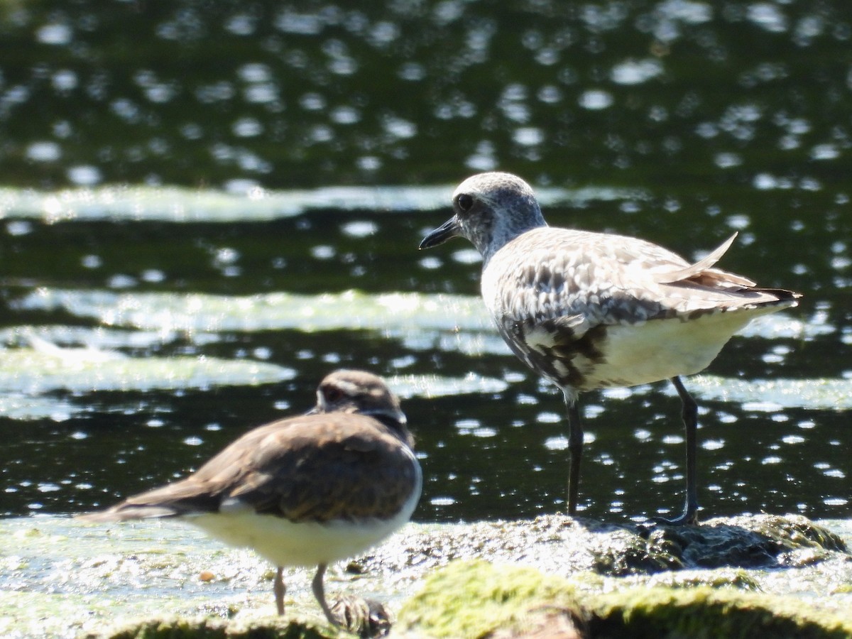 ダイゼン - ML640298348