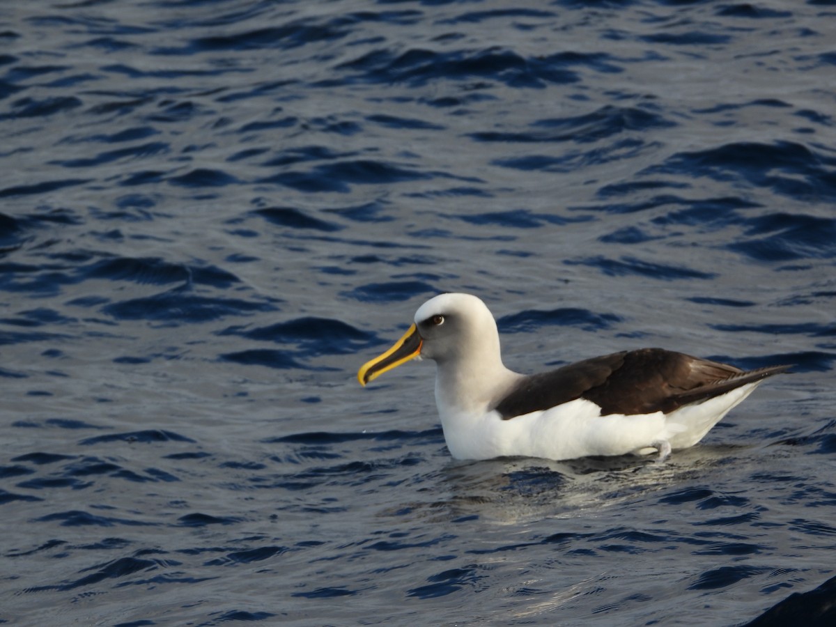 Buller Albatrosu - ML640298350