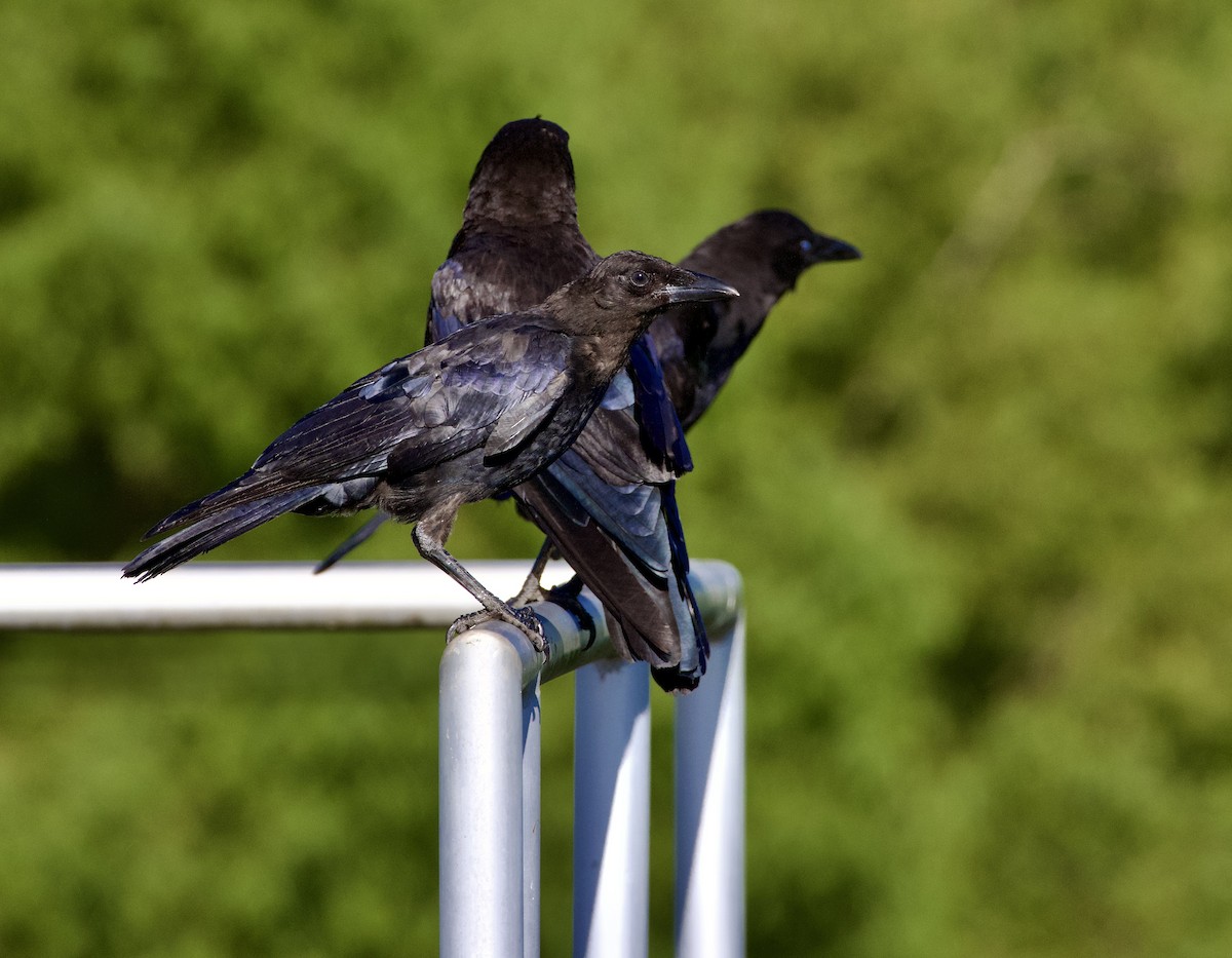 crow sp. - ML640298354