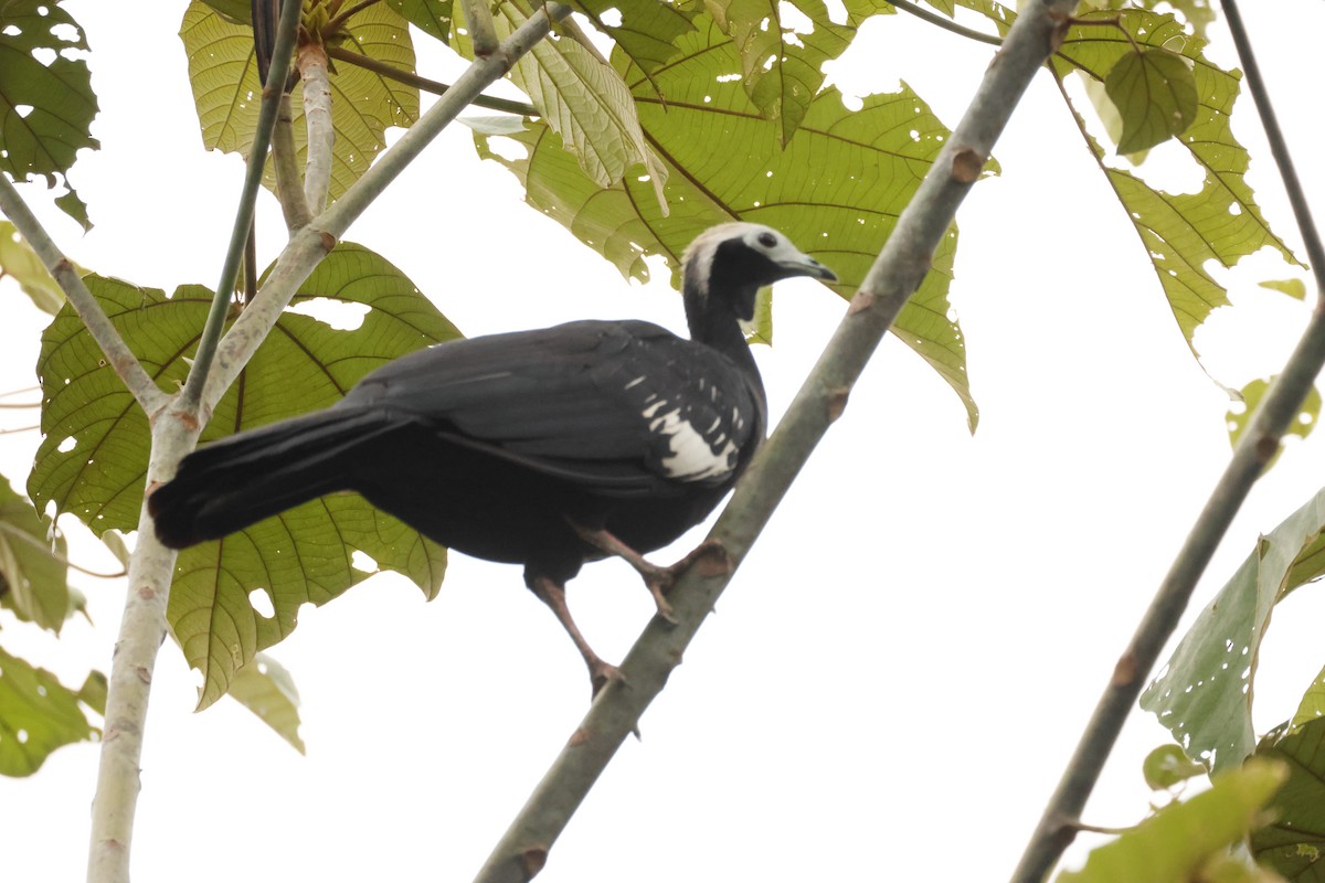 Blue-throated Piping-Guan - ML640298373