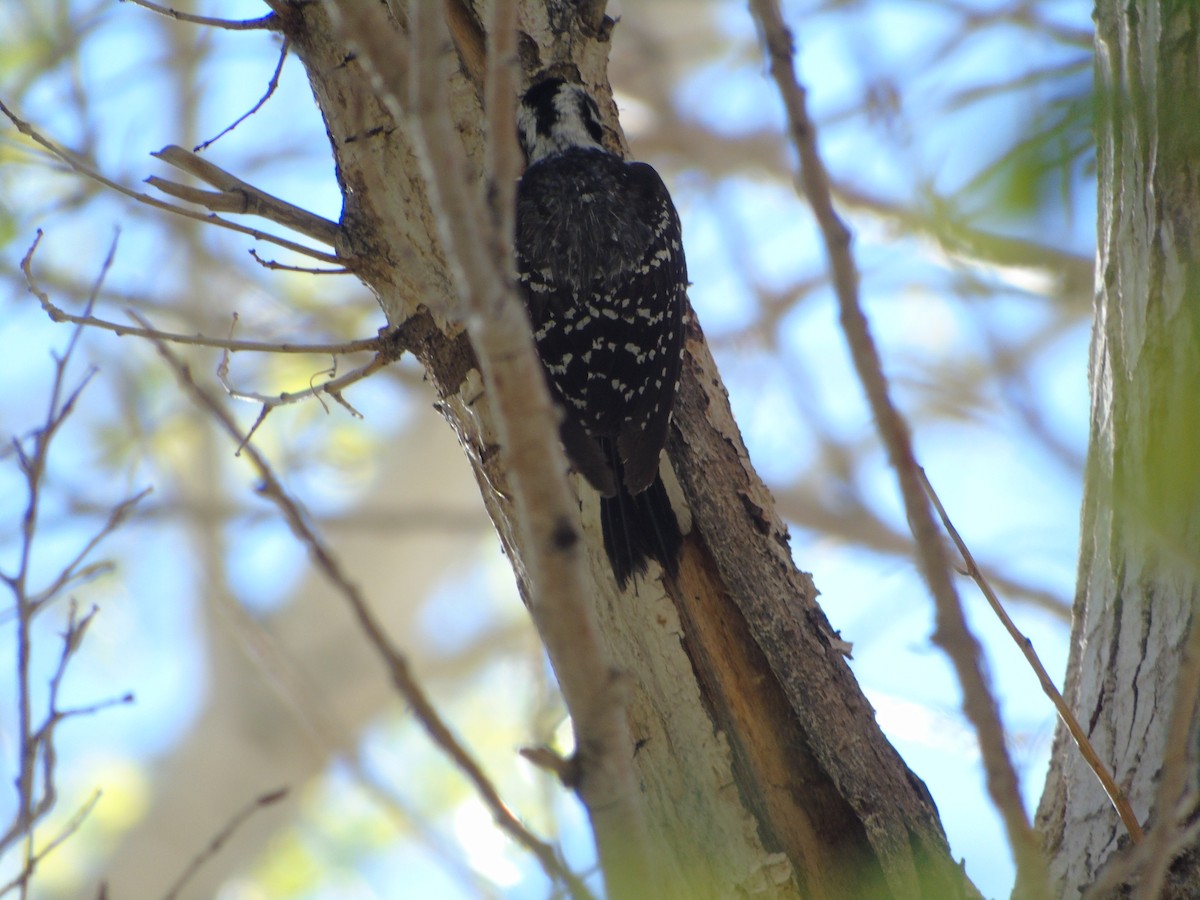 Nuttall's Woodpecker - ML640298422