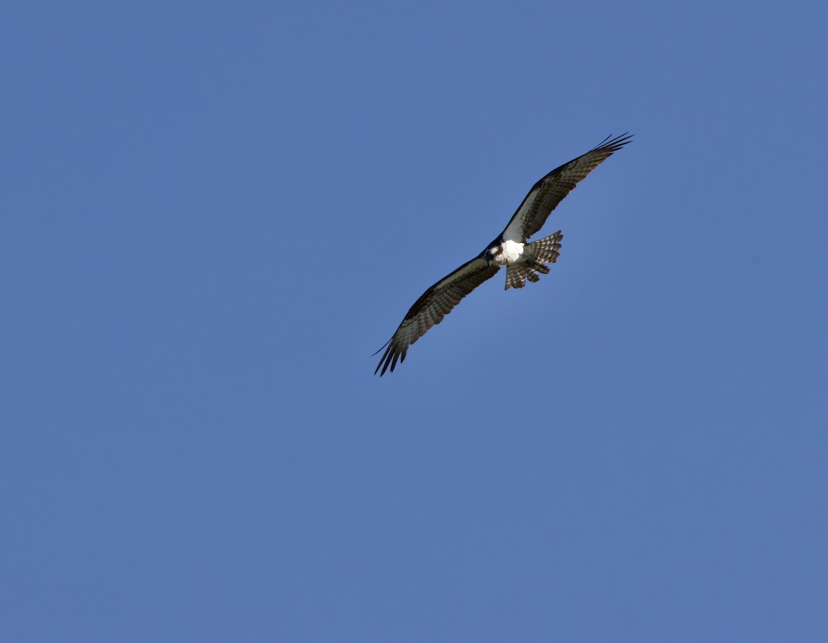 Balbuzard pêcheur - ML640298430