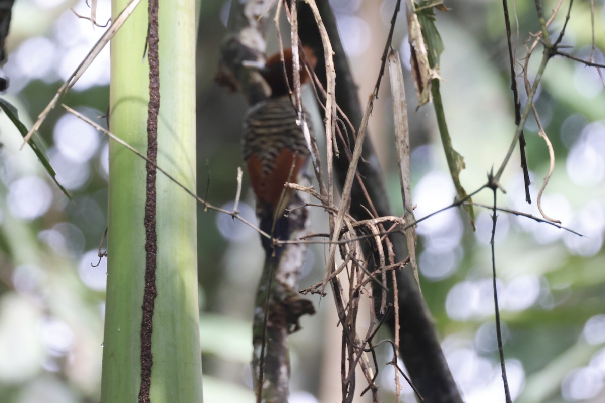 Rufous-headed Woodpecker - ML640298457
