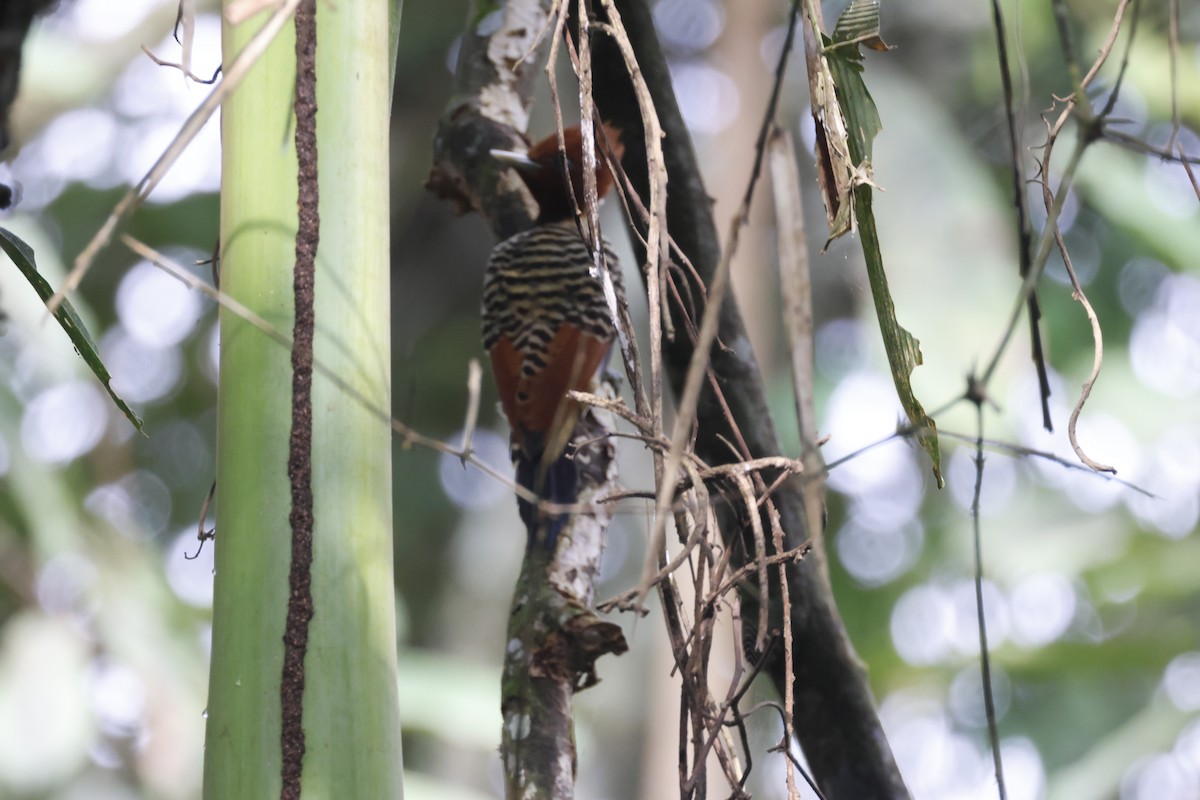 Rufous-headed Woodpecker - ML640298458