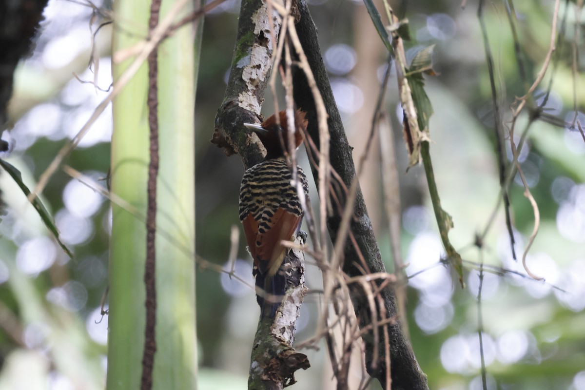 Rufous-headed Woodpecker - ML640298459
