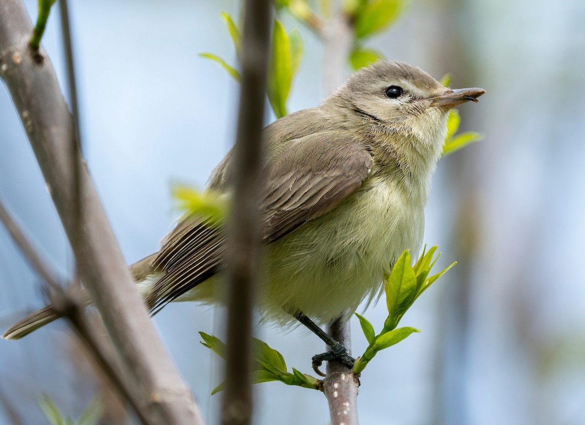 Eastern Warbling Vireo - ML640298462
