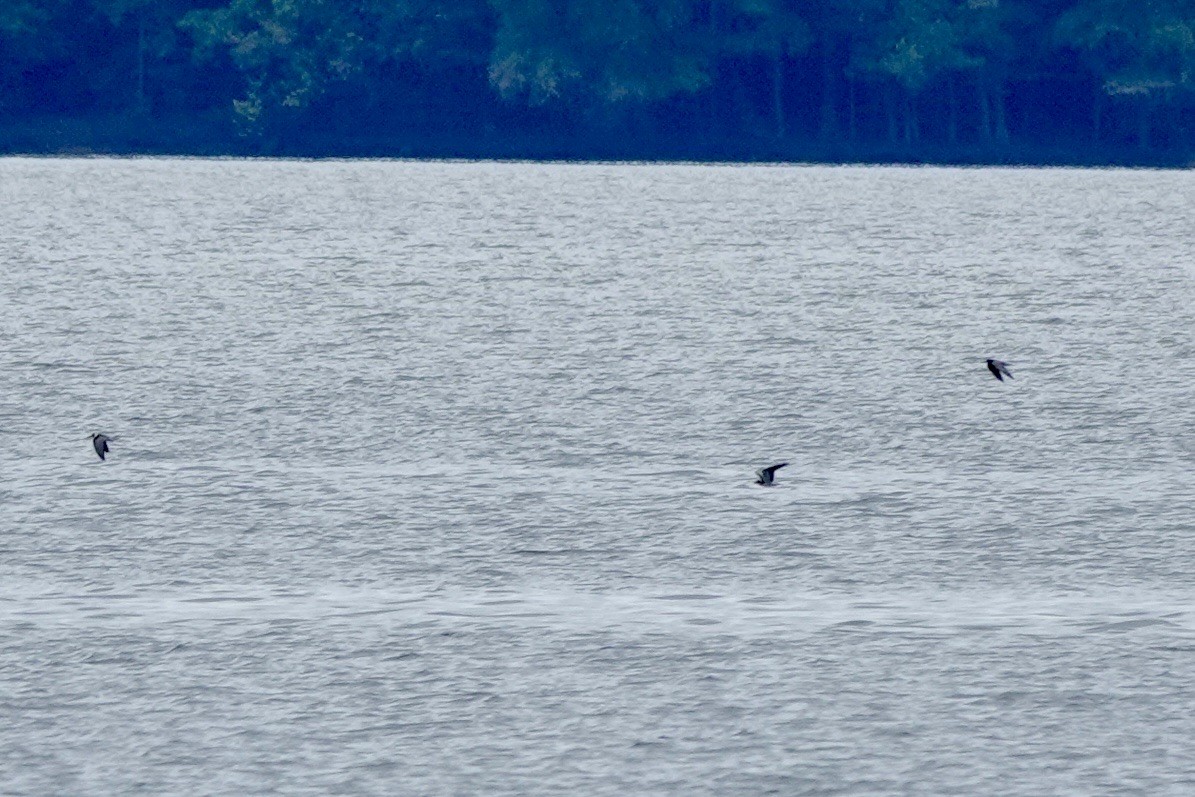 Black Tern - ML640298475