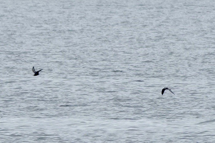 Black Tern - ML640298479