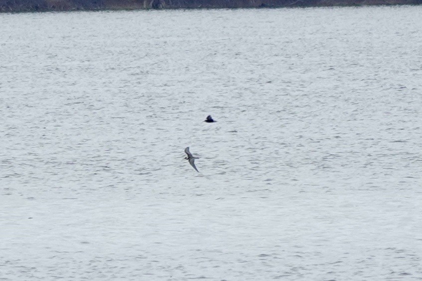 Black Tern - ML640298483