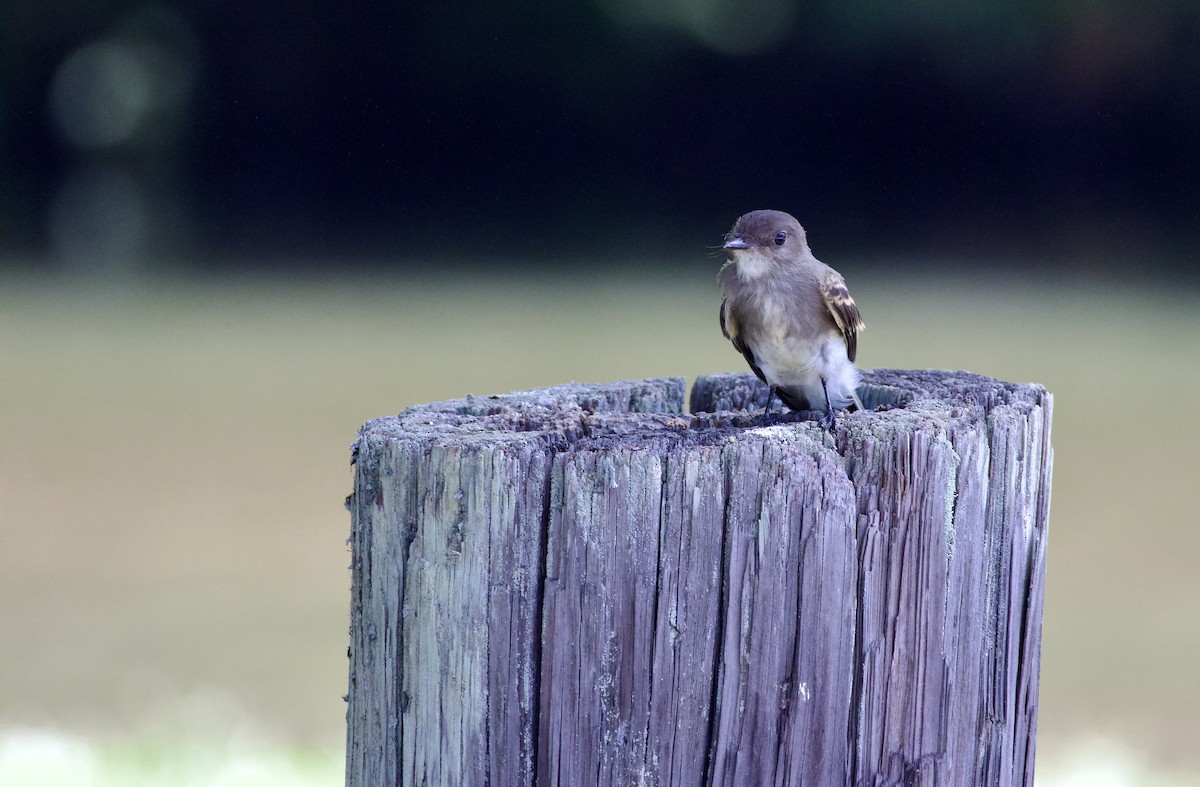 Eastern Phoebe - ML640298498