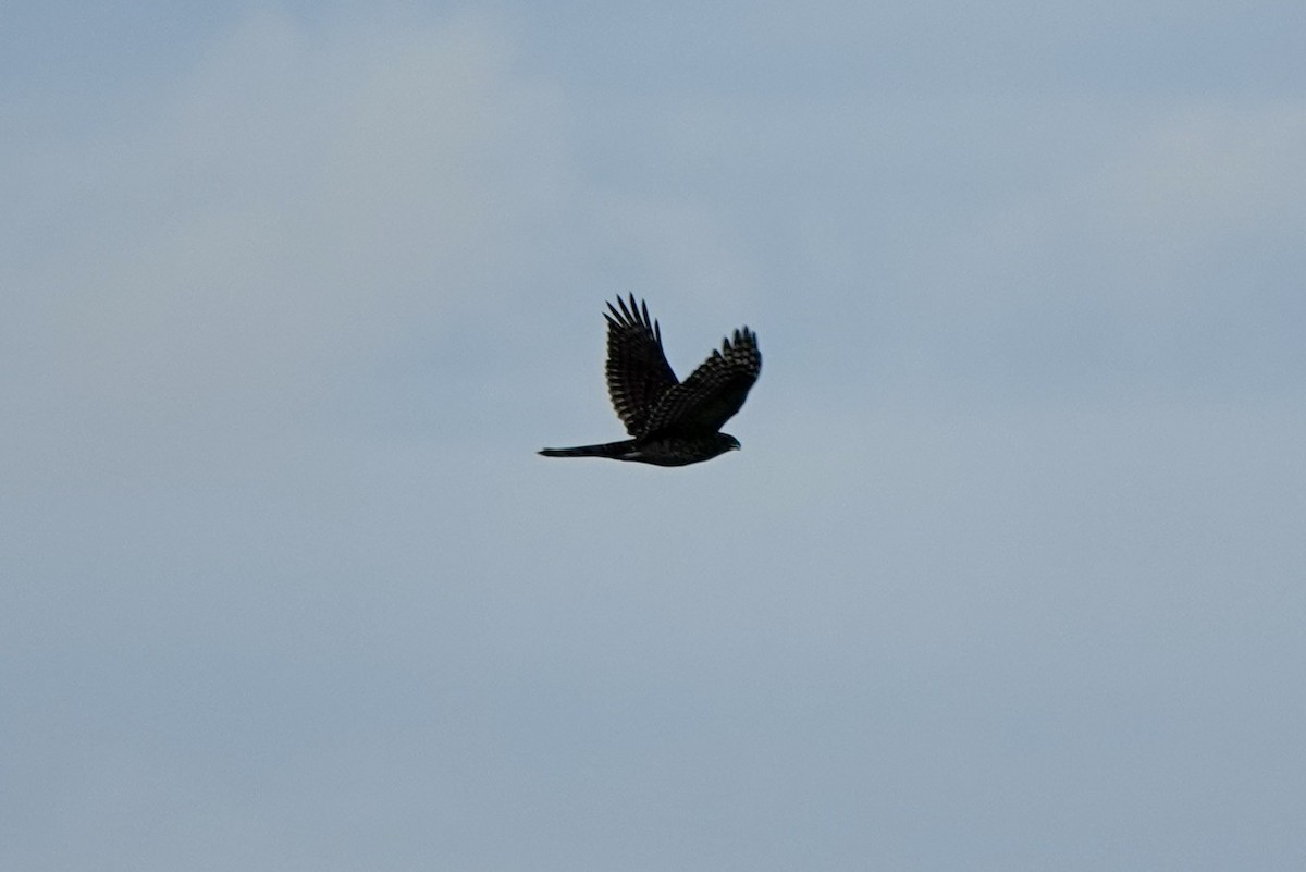 Cooper's Hawk - ML640298499