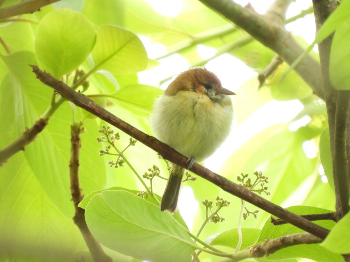 Rufous-naped Greenlet - ML640298504