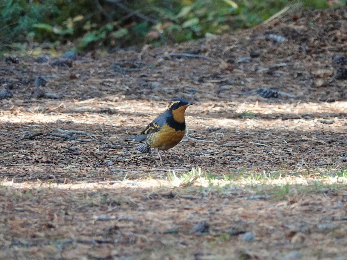 Varied Thrush - ML640298506