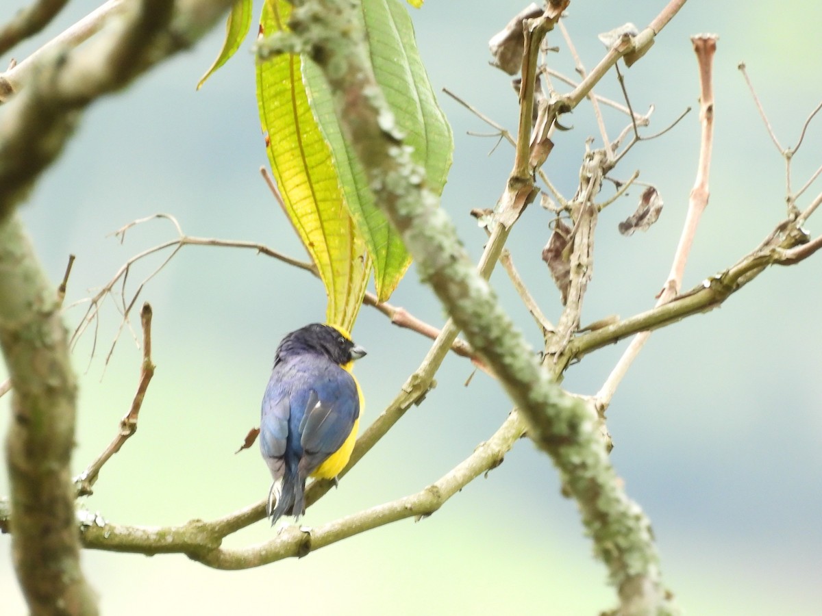 Thick-billed Euphonia - ML640298521