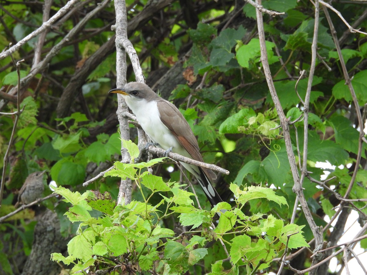 Yellow-billed Cuckoo - ML640298530