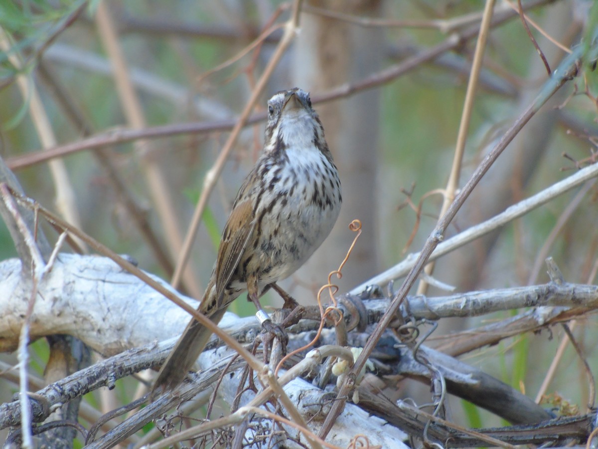 Song Sparrow - ML640298532