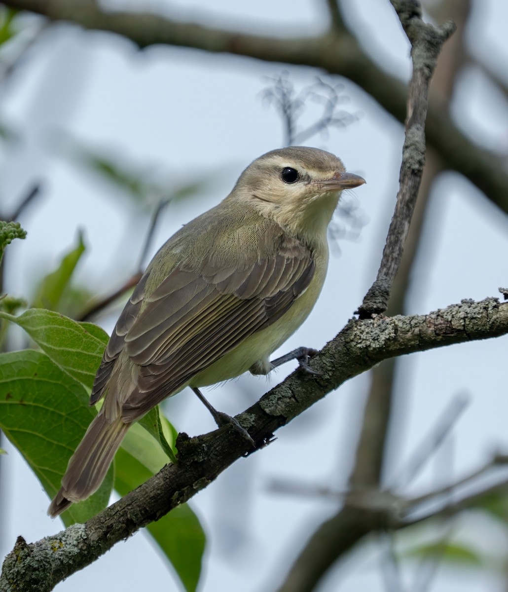Eastern Warbling Vireo - ML640298538
