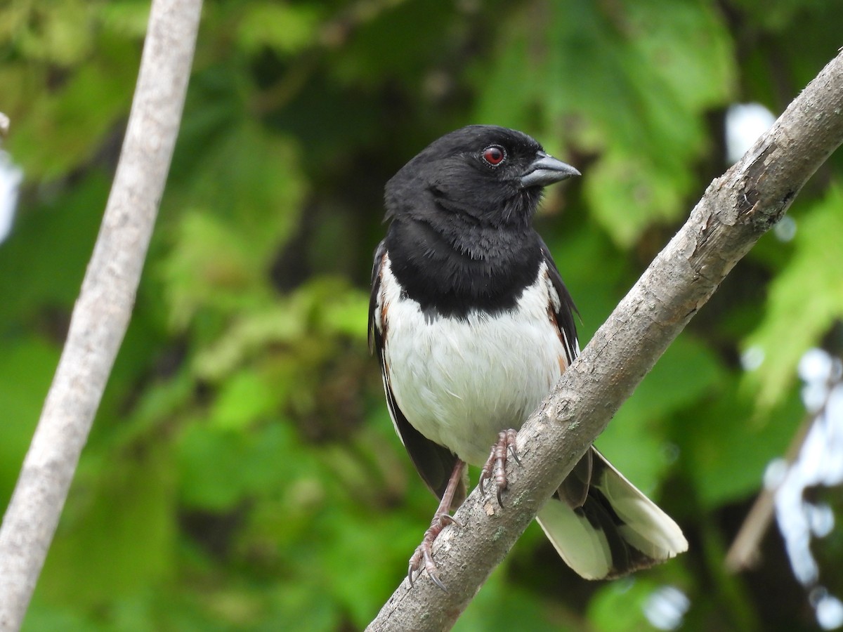 Eastern Towhee (Red-eyed) - ML640298553