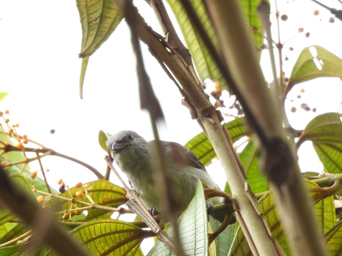Plain-colored Tanager - ML640298585