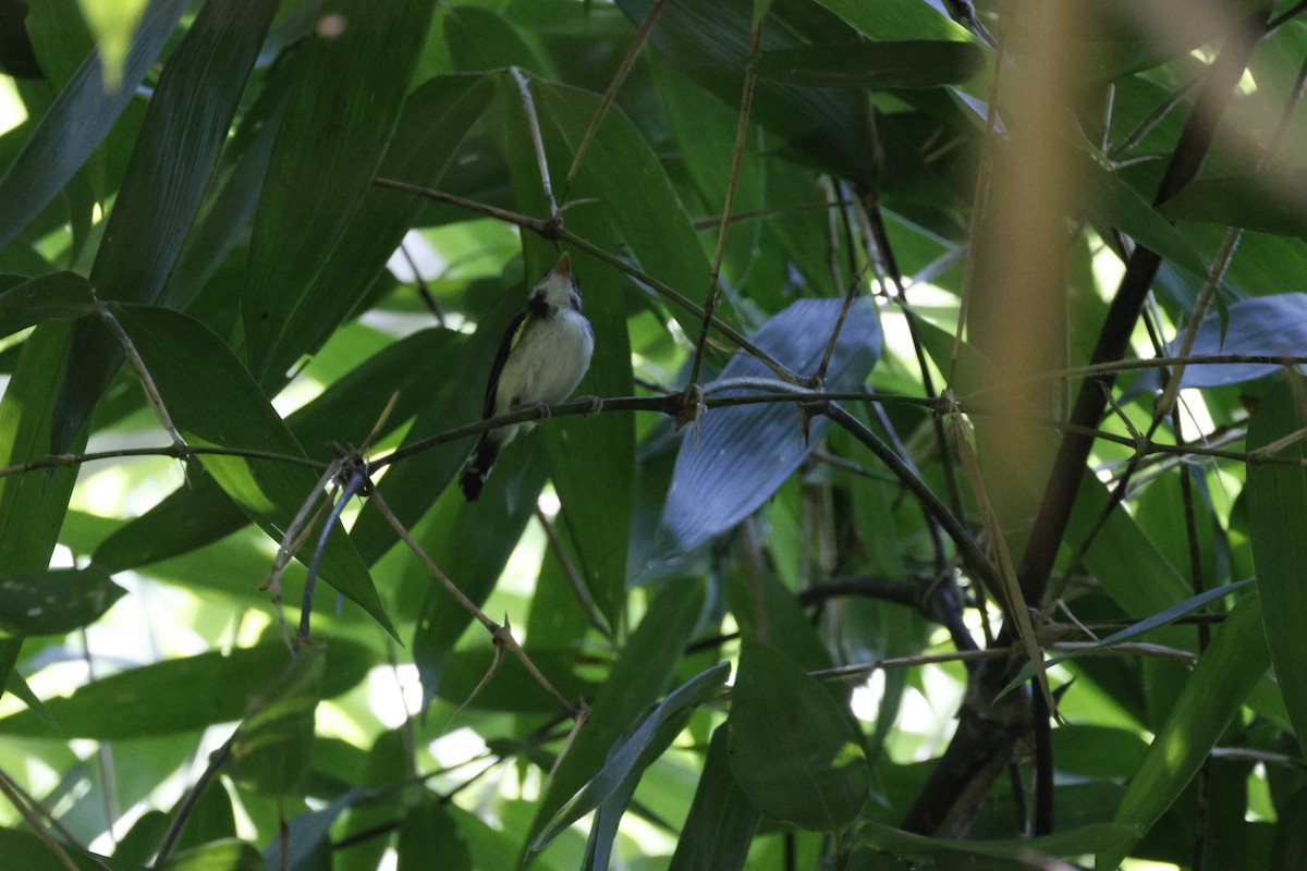 White-cheeked Tody-Flycatcher - ML640298604
