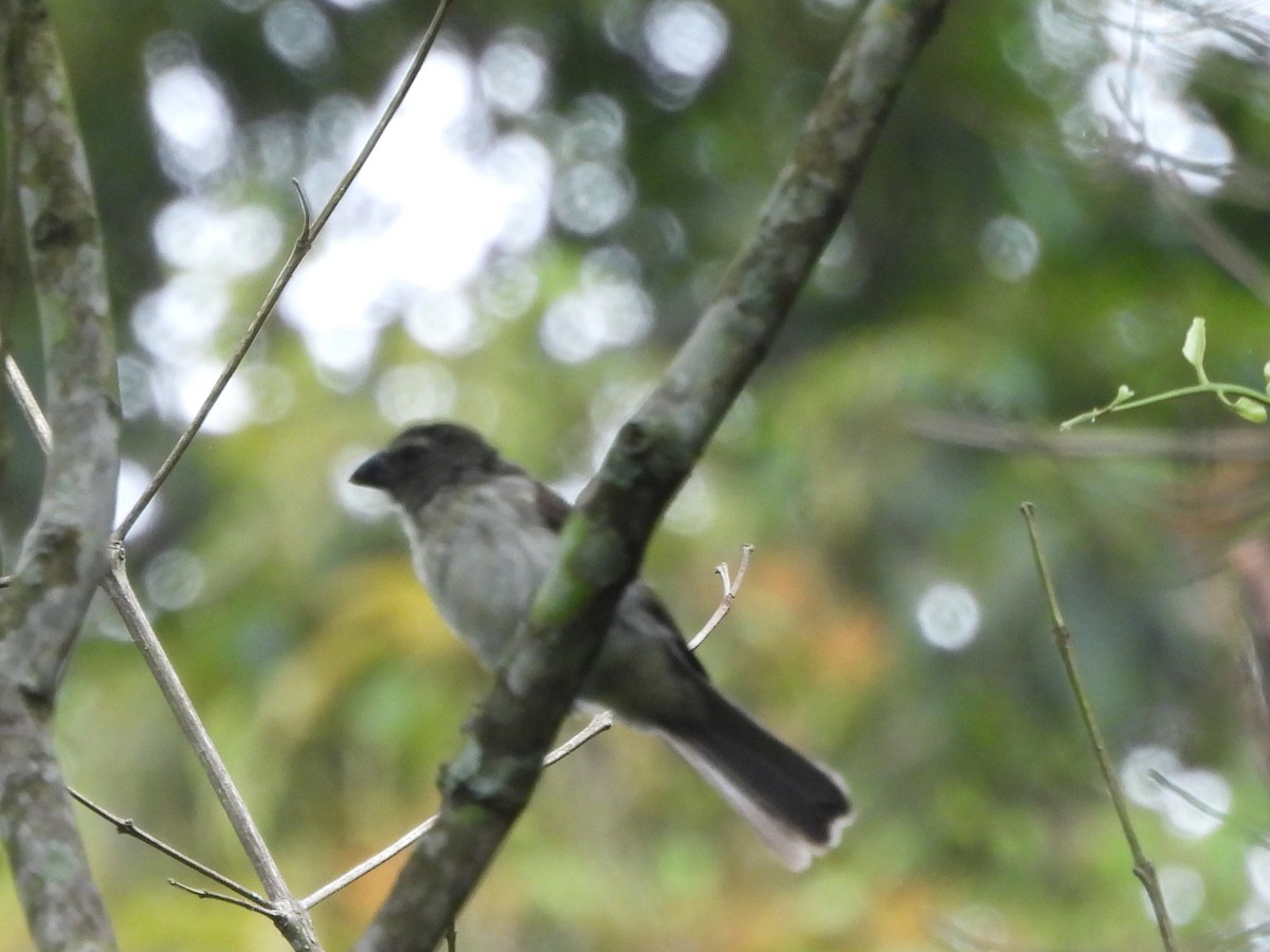 Streaked Saltator - ML640298633