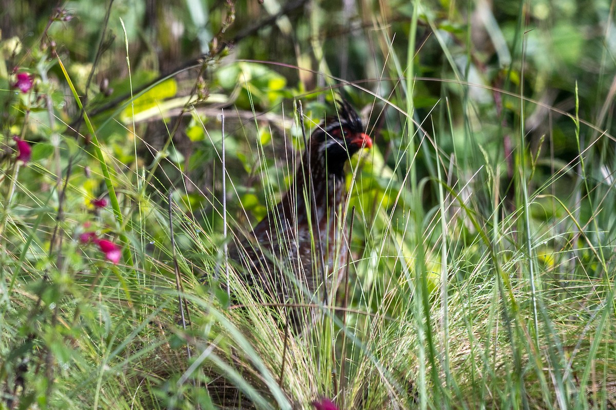 Long-tailed Wood-Partridge - ML640298652