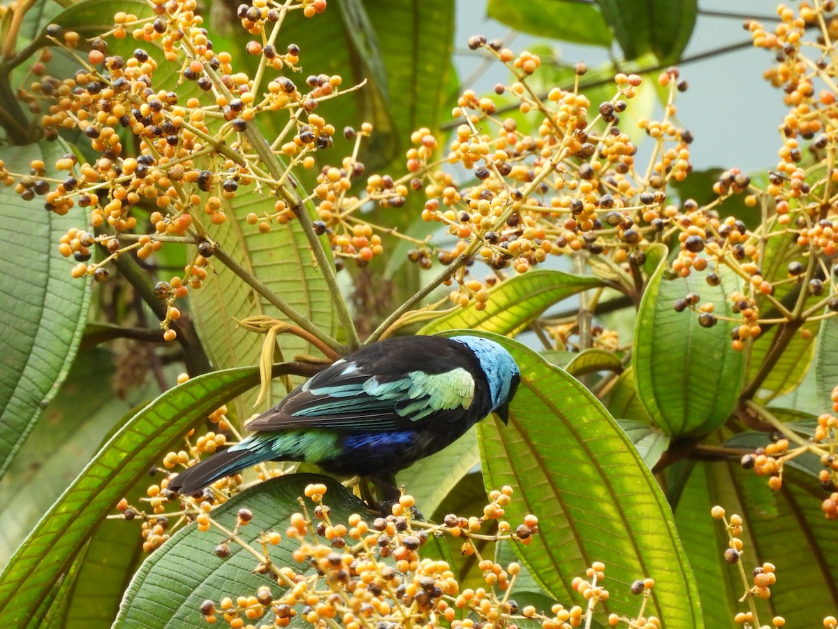 Blue-necked Tanager - ML640298655