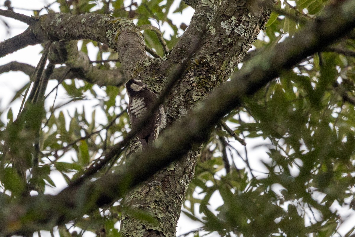 Strickland's Woodpecker - ML640298660