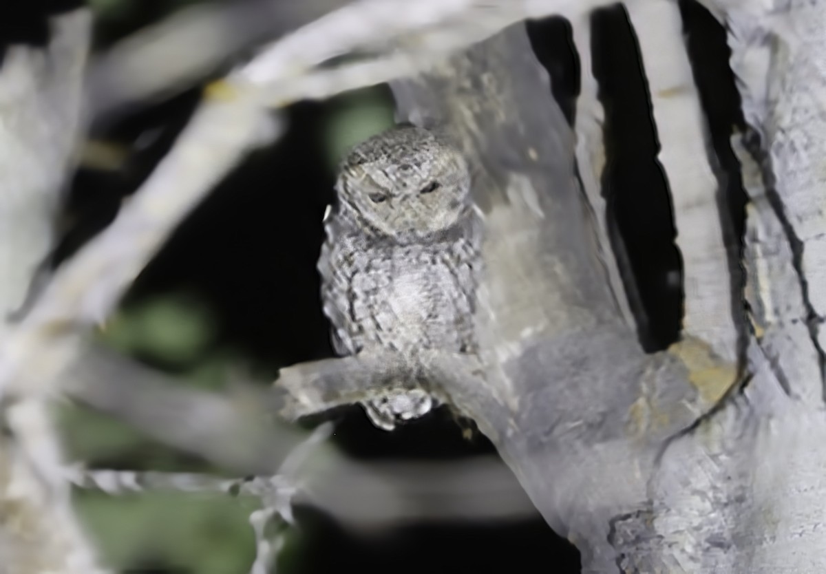 Flammulated Owl - ML640298661