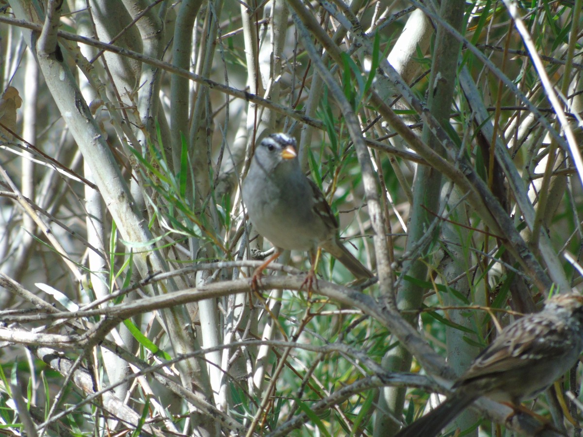 White-crowned Sparrow - ML640298676