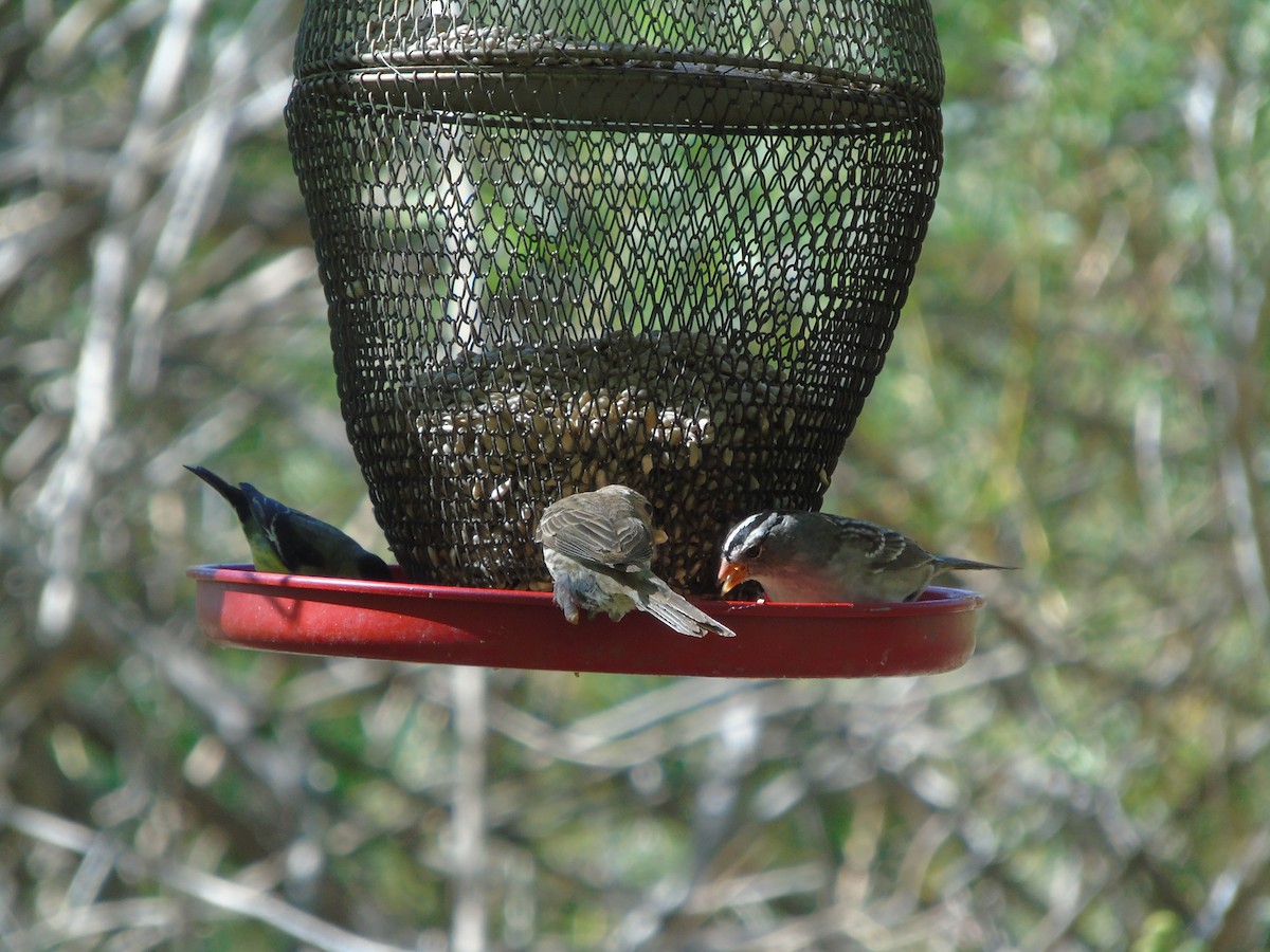 White-crowned Sparrow - ML640298677