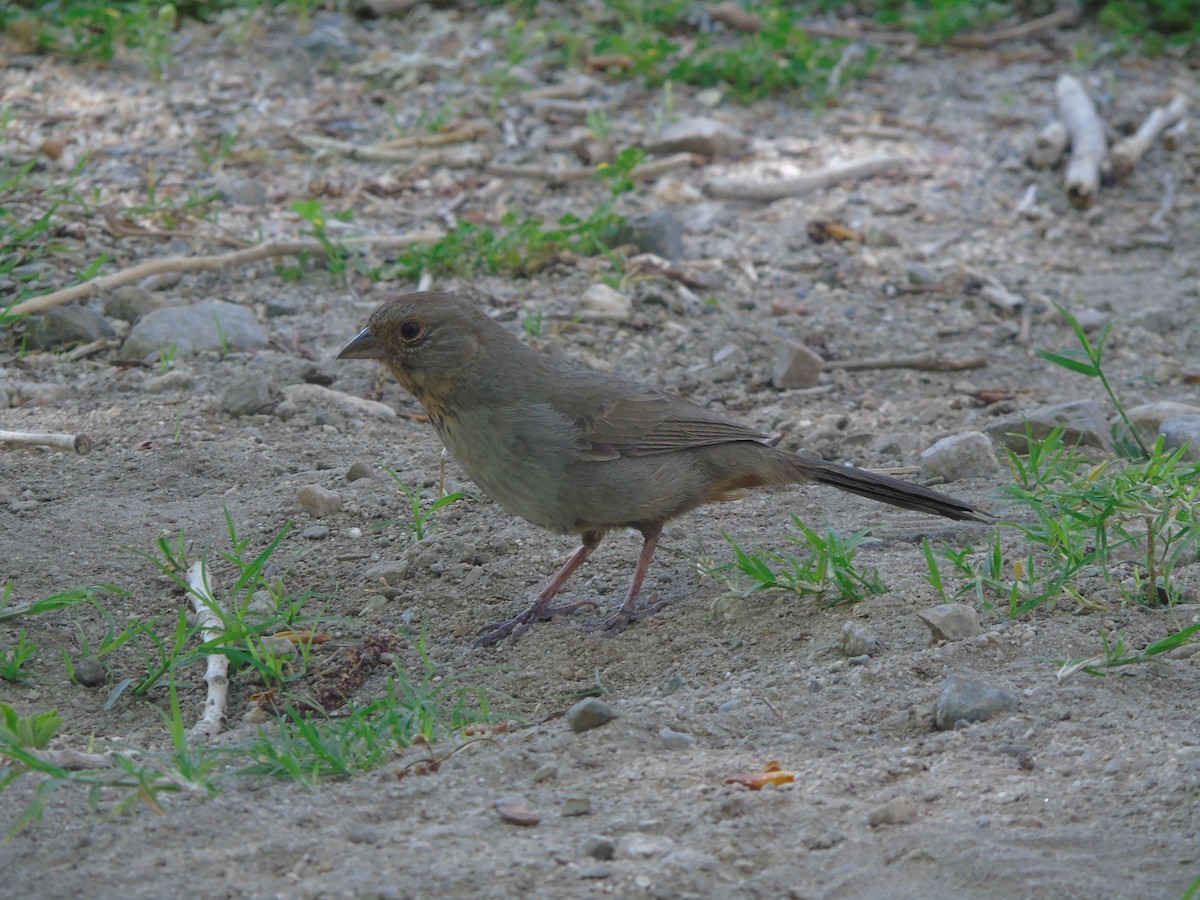 California Towhee - ML640298698