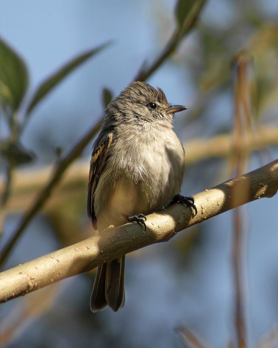 Southern Beardless-Tyrannulet - ML640298716