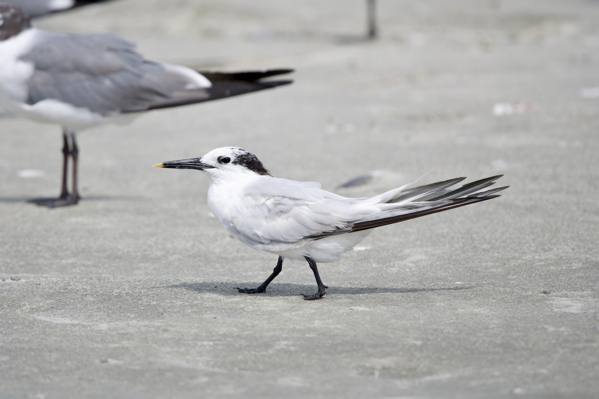 Sandwich Tern - ML640298748