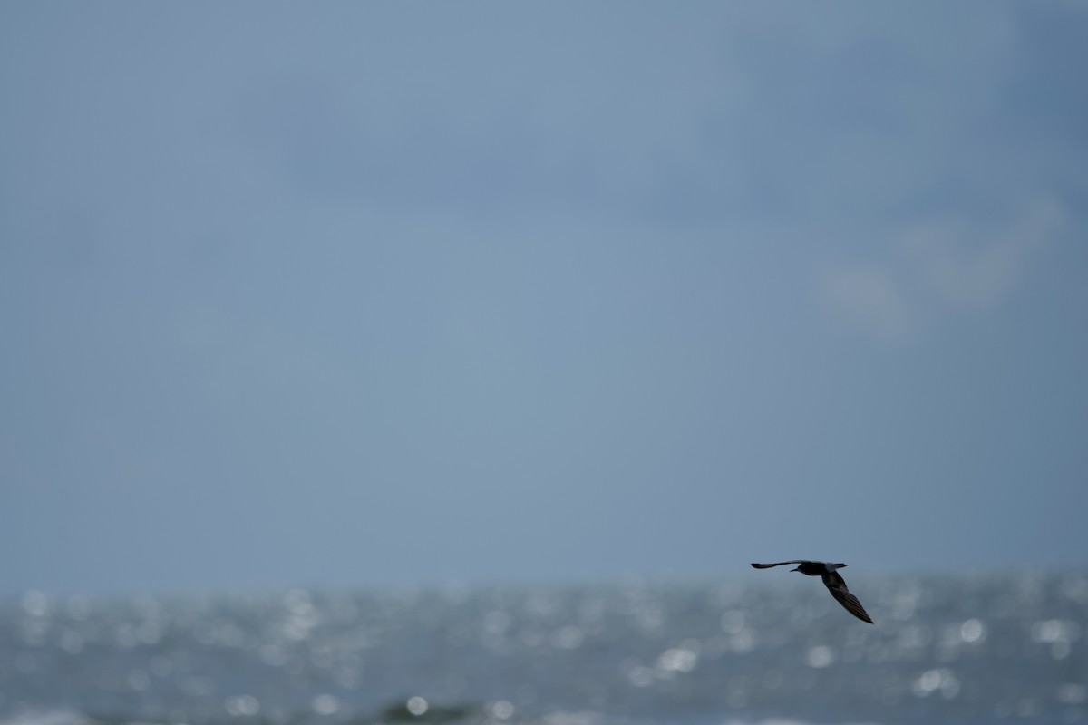 Black Tern - ML640298760