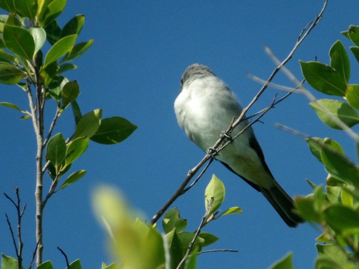 Gray Kingbird - ML640298796