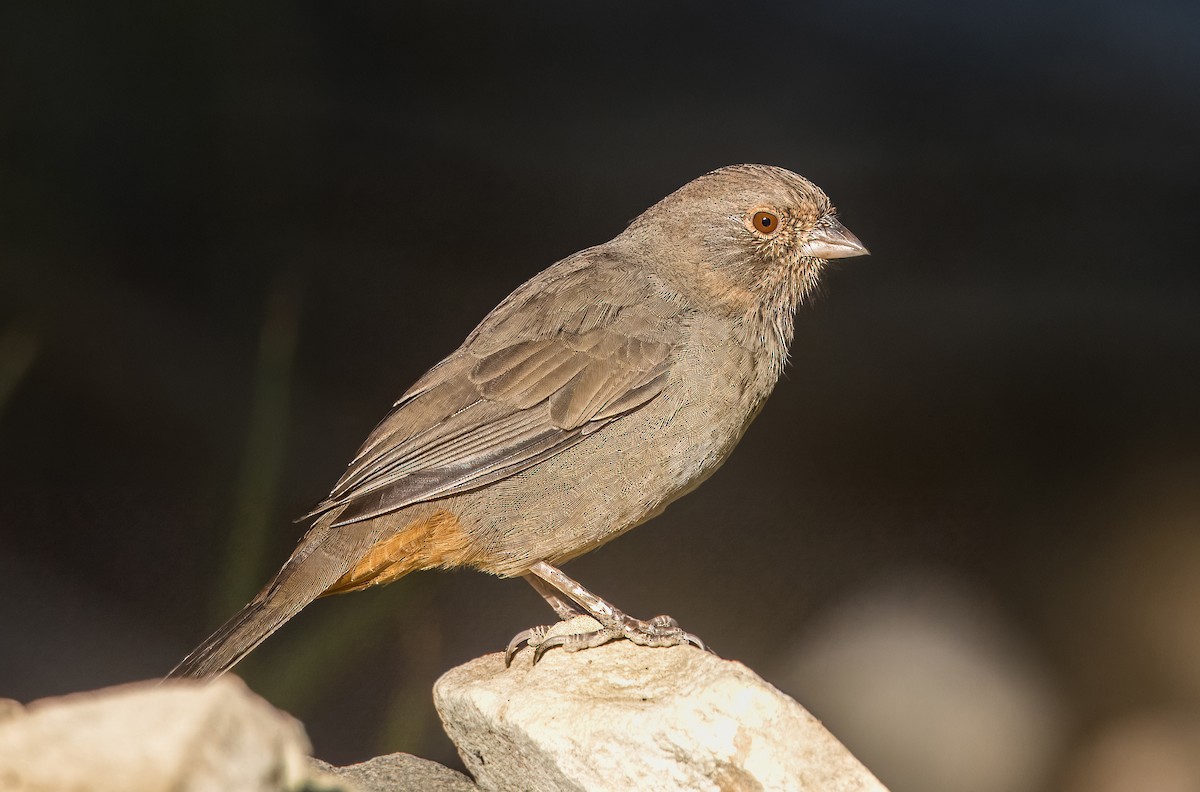California Towhee - ML640298797