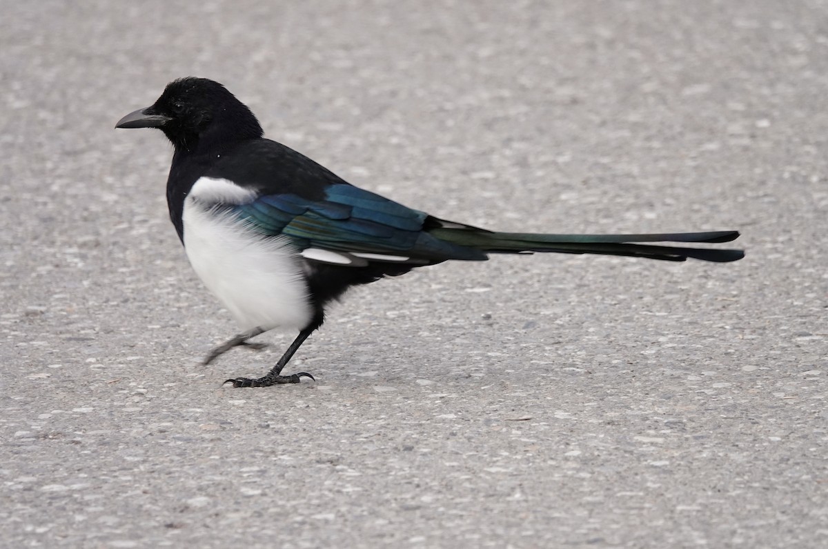 Black-billed Magpie - ML640298800
