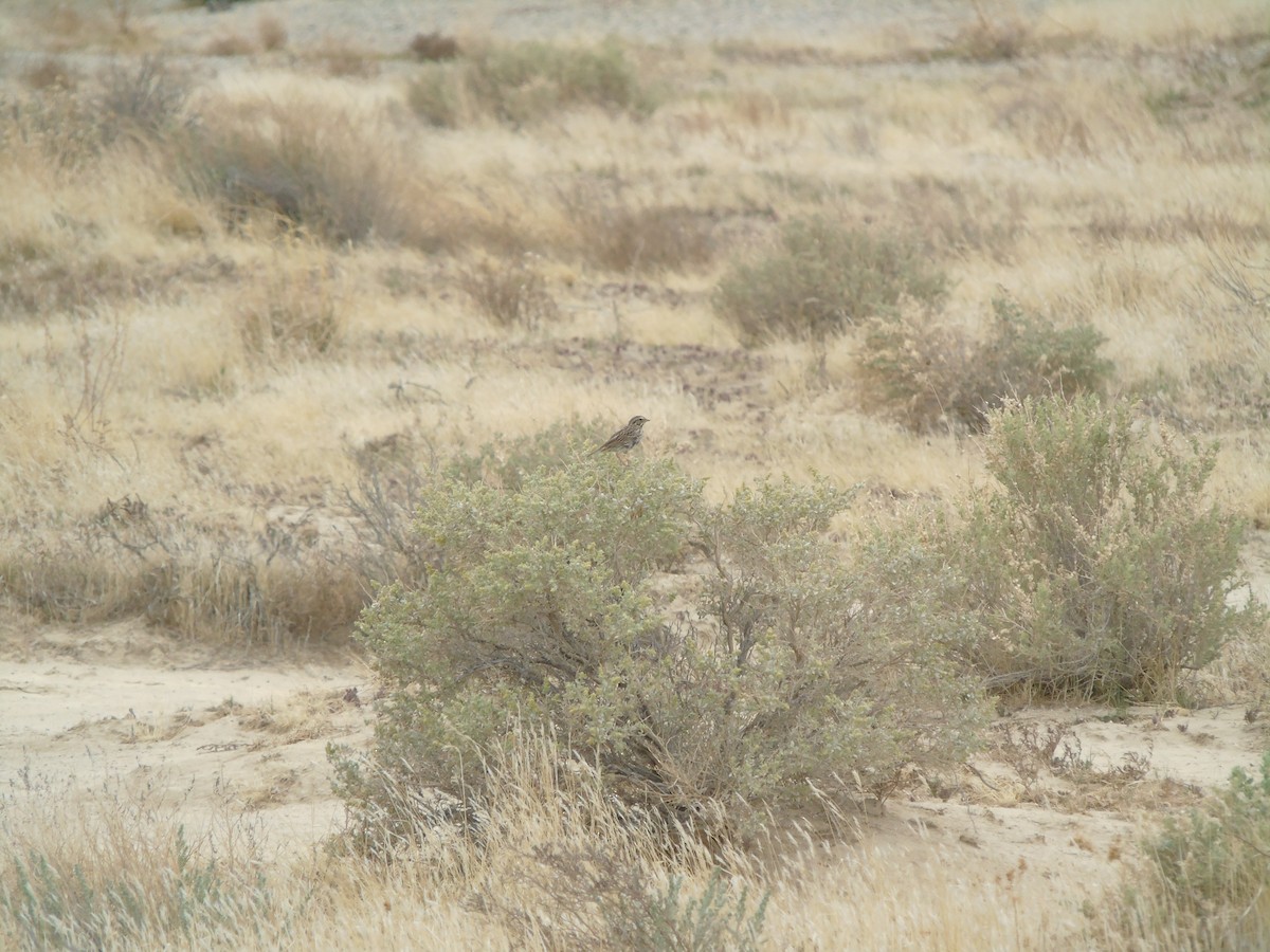 Savannah Sparrow - ML640298836