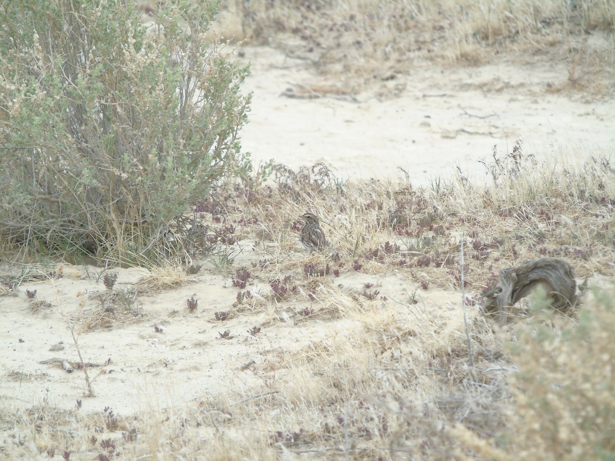 Savannah Sparrow - ML640298837