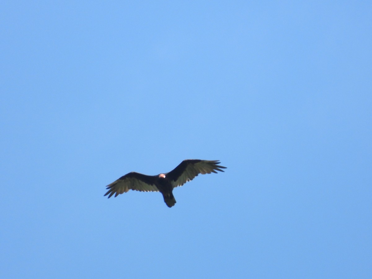 Turkey Vulture - ML640298843