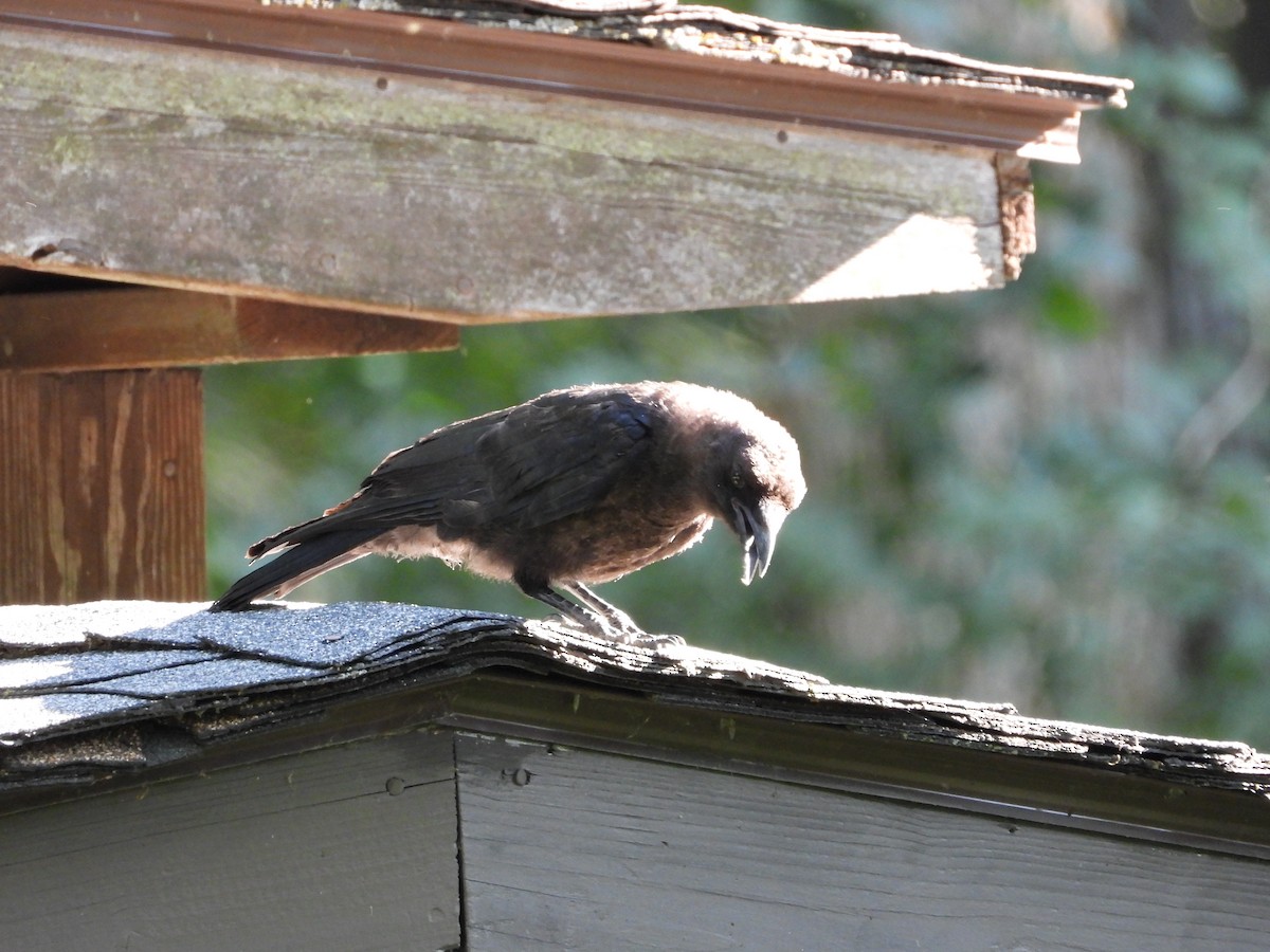 American Crow - ML640298850