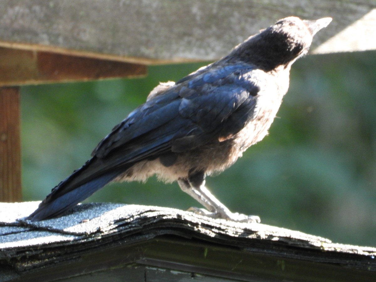 American Crow - ML640298851
