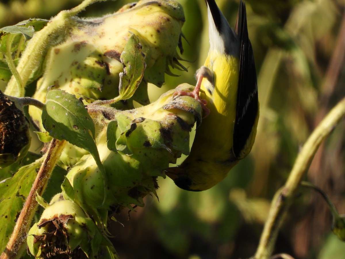 American Goldfinch - ML640298866