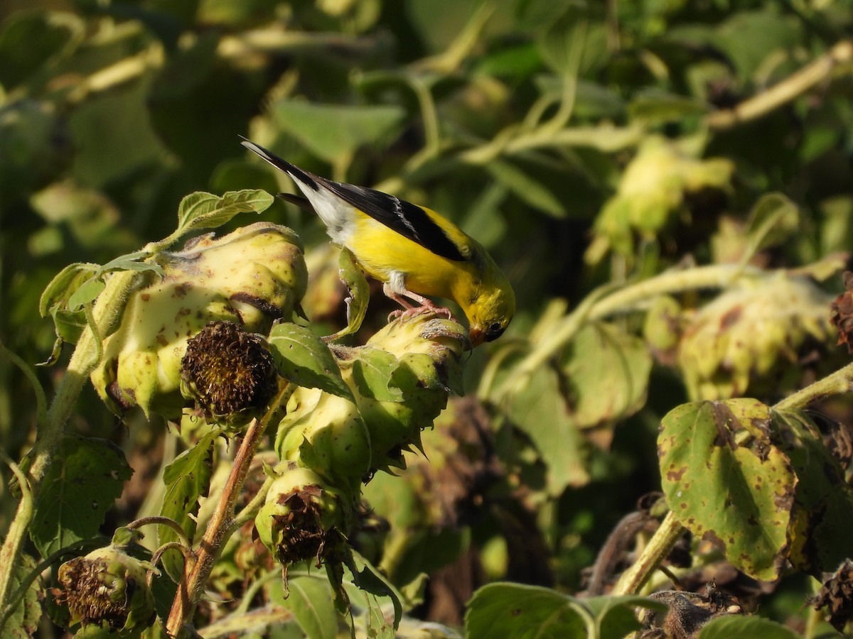 American Goldfinch - ML640298868
