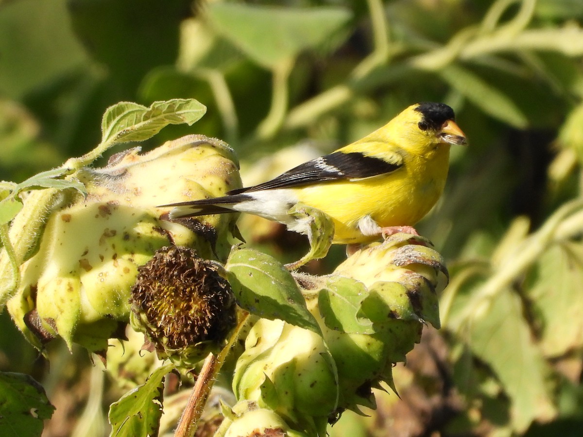 American Goldfinch - ML640298869