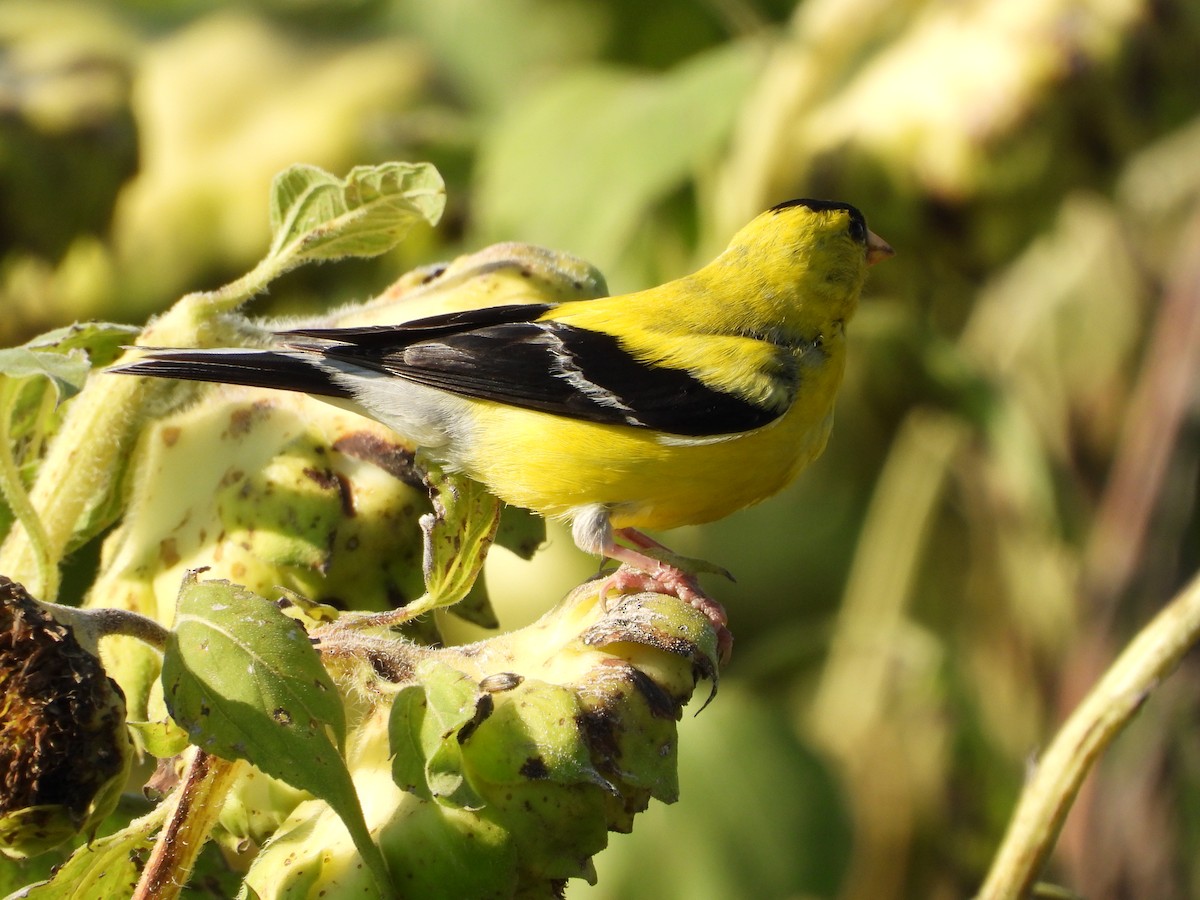 American Goldfinch - ML640298870